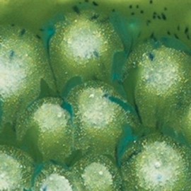 Spotted Kiwi - 4oz Mayco Crystal Glaze